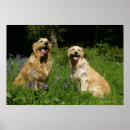 Search for goldie posters Flat coated golden