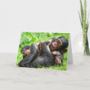Search for chimpanzee cards Primate