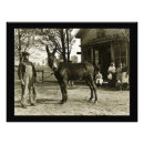 Search for mules postcards Vintage