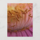 Search for pollen postcards Nature