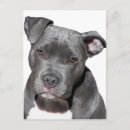 Search for american pit postcards Terrier