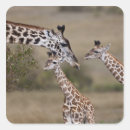 Search for habitats stickers African