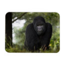 Search for silverback gorilla magnets Endangered