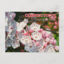Search for mountain laurel flower postcards Bloom