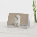 Search for ragdoll kitten cards Cat