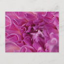 Search for macros postcards Blooming