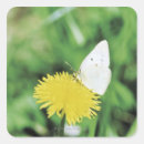 Search for white dandelion stickers Nature
