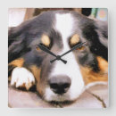 Search for border collie clocks Pets