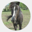 Search for paint horse stickers White