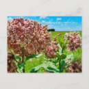 Search for thinking of you postcards Floral