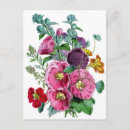 Search for hollyhocks postcards Illustration