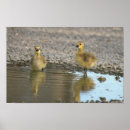 Search for puddle posters Birds