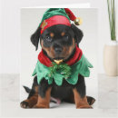 Search for rottweiler puppies cards Puppy