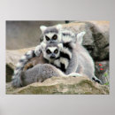 Search for cuddling posters Animals