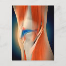 Search for knee postcards Human skeleton