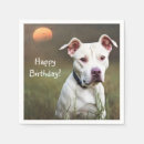 Search for pitbull Dog portrait