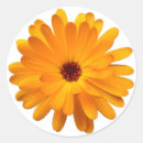 Search for marigolds stickers Calendula