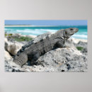 Search for iguanas posters Galapagos