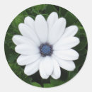 Search for daisy picture stickers Cute