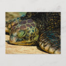 Search for hawaii turtle postcards Sand