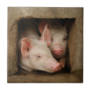 Search for piglets photography Outdoors