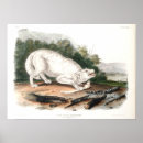 Search for white wolf posters Landscape