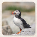 Search for puffin coasters Ocean