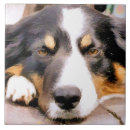 Search for border collie tiles Collies