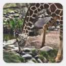 Search for african mammals stickers Giraffe