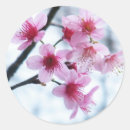 Search for sakura tree stickers Nature