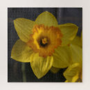 Search for daffodil puzzles Nature photography