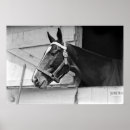 Search for vintage equestrian horse posters Beautiful