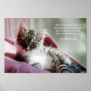 Search for funny kitty cat posters Quote