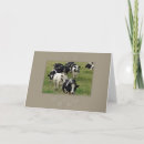 Search for dairy cards Photography