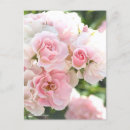 Search for rosas postcards For her