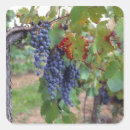 Search for crops stickers Fruit