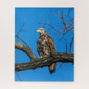 Search for eagle puzzles Raptor