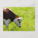 Search for grazing cows postcards Nature
