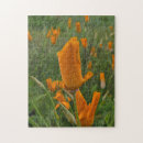 Search for poppy puzzles Orange