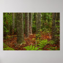 Search for ferns art Auckland