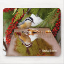 Search for nuthatch Ornithology