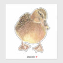 Search for little duck stickers Bird