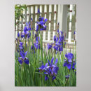 Search for purple iris posters Garden