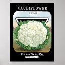 Search for cauliflower posters Garden