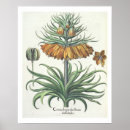 Search for fritillary posters Botanical