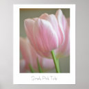 Search for pink tulip posters Photography