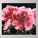 Search for easter flowers posters Background
