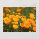 Search for rob postcards Bright