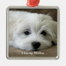 Search for maltese christmas tree decorations Bichon