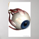 Search for rendering posters People